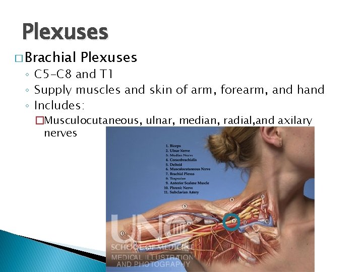 Plexuses � Brachial Plexuses ◦ C 5 -C 8 and T 1 ◦ Supply