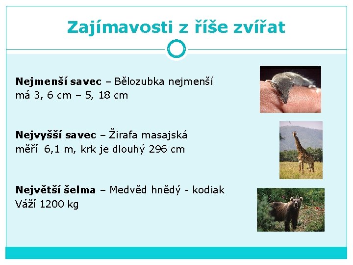 Zajímavosti z říše zvířat Nejmenší savec – Bělozubka nejmenší má 3, 6 cm –