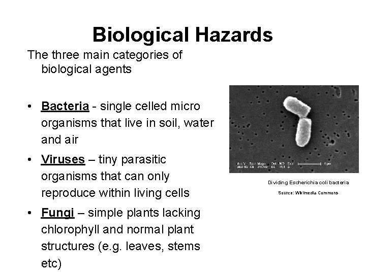Biological Hazards The three main categories of biological agents • Bacteria - single celled