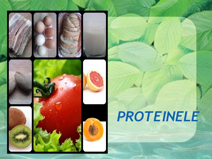 PROTEINELE PROTEINELE