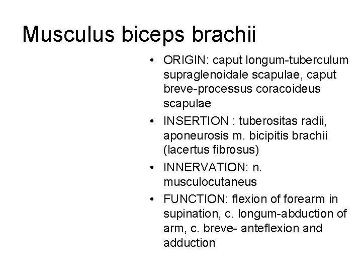 Musculus biceps brachii • ORIGIN: caput longum-tuberculum supraglenoidale scapulae, caput breve-processus coracoideus scapulae •