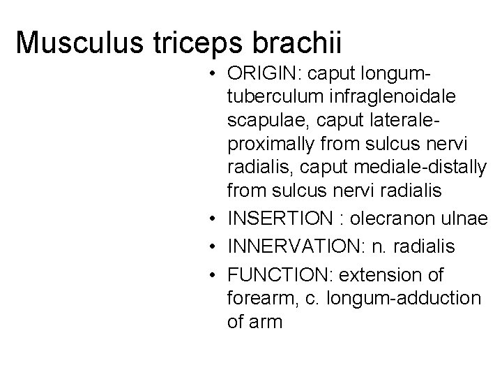 Musculus triceps brachii • ORIGIN: caput longumtuberculum infraglenoidale scapulae, caput lateraleproximally from sulcus nervi