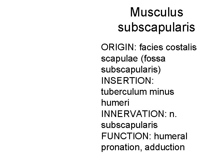 Musculus subscapularis ORIGIN: facies costalis scapulae (fossa subscapularis) INSERTION: tuberculum minus humeri INNERVATION: n.