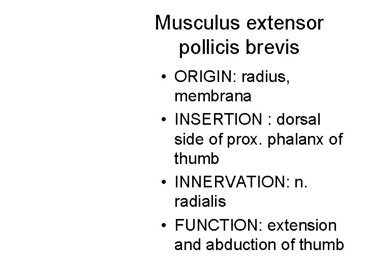 Musculus extensor pollicis brevis • ORIGIN: radius, membrana • INSERTION : dorsal side of