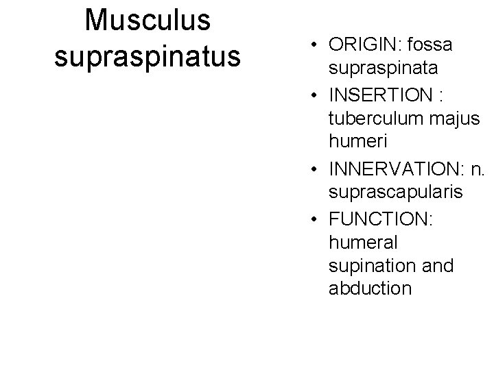 Musculus supraspinatus • ORIGIN: fossa supraspinata • INSERTION : tuberculum majus humeri • INNERVATION: