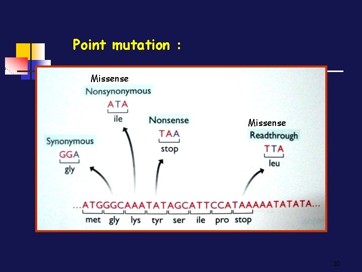 Point mutation : Missense Silent Missense 10 