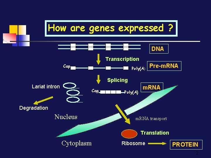 How are genes expressed ? DNA Transcription Cap Poly(A) Pre-m. RNA Splicing Lariat intron