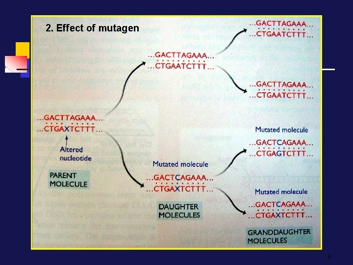 2. Effect of mutagen 6 