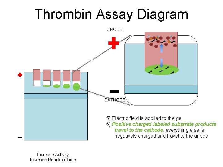 Thrombin Assay Diagram ANODE CATHODE 5) Electric field is applied to the gel 6)