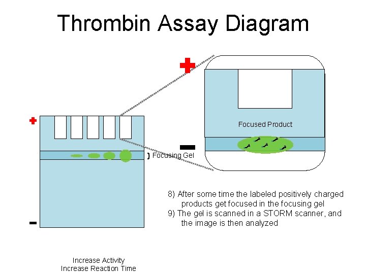 Thrombin Assay Diagram Focused Product } Focusing Gel 8) After some time the labeled