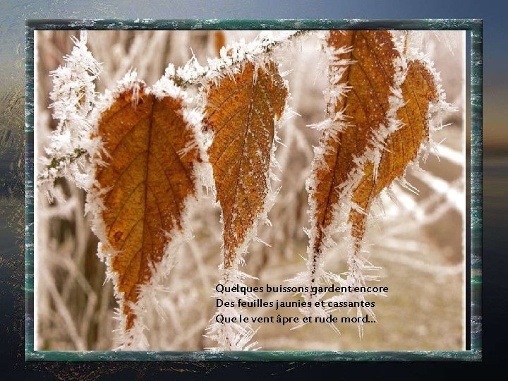 Quelques buissons gardent encore Des feuilles jaunies et cassantes Que le vent âpre et