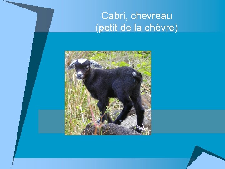 Cabri, chevreau (petit de la chèvre) 