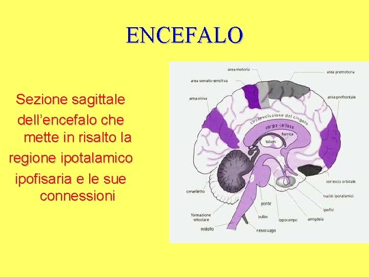 ENCEFALO Sezione sagittale dell’encefalo che mette in risalto la regione ipotalamico ipofisaria e le
