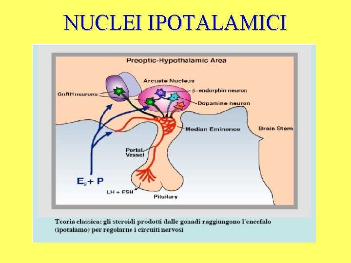 NUCLEI IPOTALAMICI 