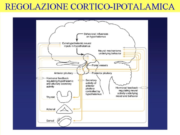 REGOLAZIONE CORTICO-IPOTALAMICA 