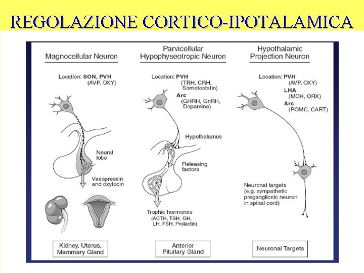 REGOLAZIONE CORTICO-IPOTALAMICA 