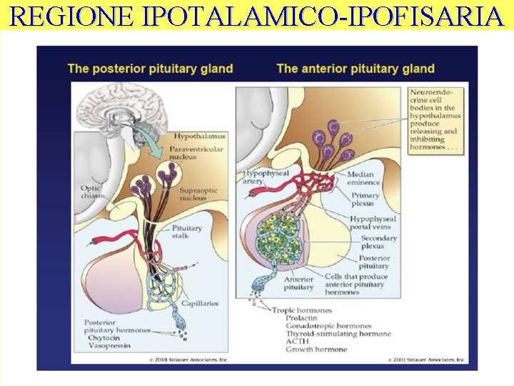 REGIONE IPOTALAMICO-IPOFISARIA 
