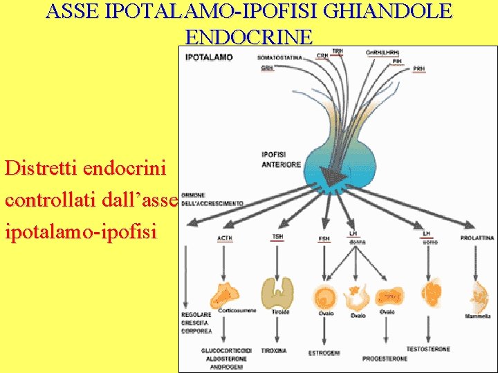 ASSE IPOTALAMO-IPOFISI GHIANDOLE ENDOCRINE Distretti endocrini controllati dall’asse ipotalamo-ipofisi 