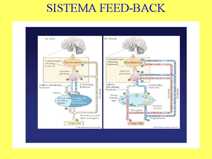 SISTEMA FEED-BACK SISTEMA FEED-BACK