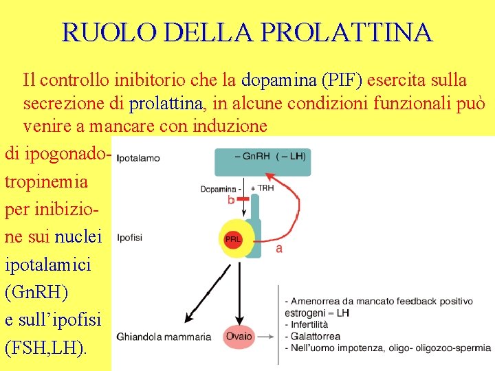 RUOLO DELLA PROLATTINA Il controllo inibitorio che la dopamina (PIF) esercita sulla secrezione di