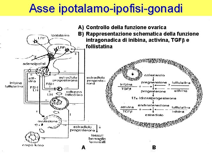 Asse ipotalamo-ipofisi-gonadi A) Controllo della funzione ovarica B) Rappresentazione schematica della funzione intragonadica di