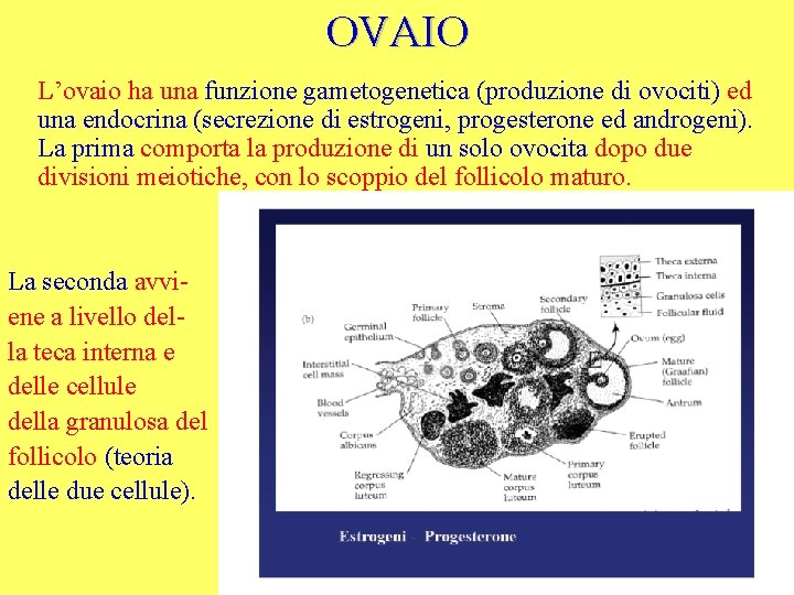 OVAIO L’ovaio ha una funzione gametogenetica (produzione di ovociti) ed una endocrina (secrezione di