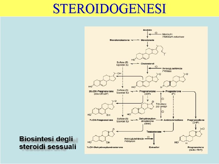 STEROIDOGENESI 