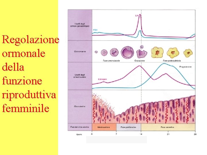 Regolazione ormonale della funzione riproduttiva femminile 