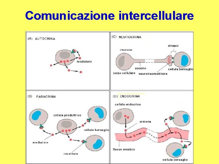Comunicazione intercellulare 