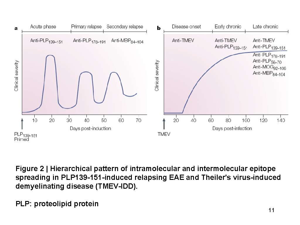 Figure 2 | Hierarchical pattern of intramolecular and intermolecular epitope spreading in PLP 139