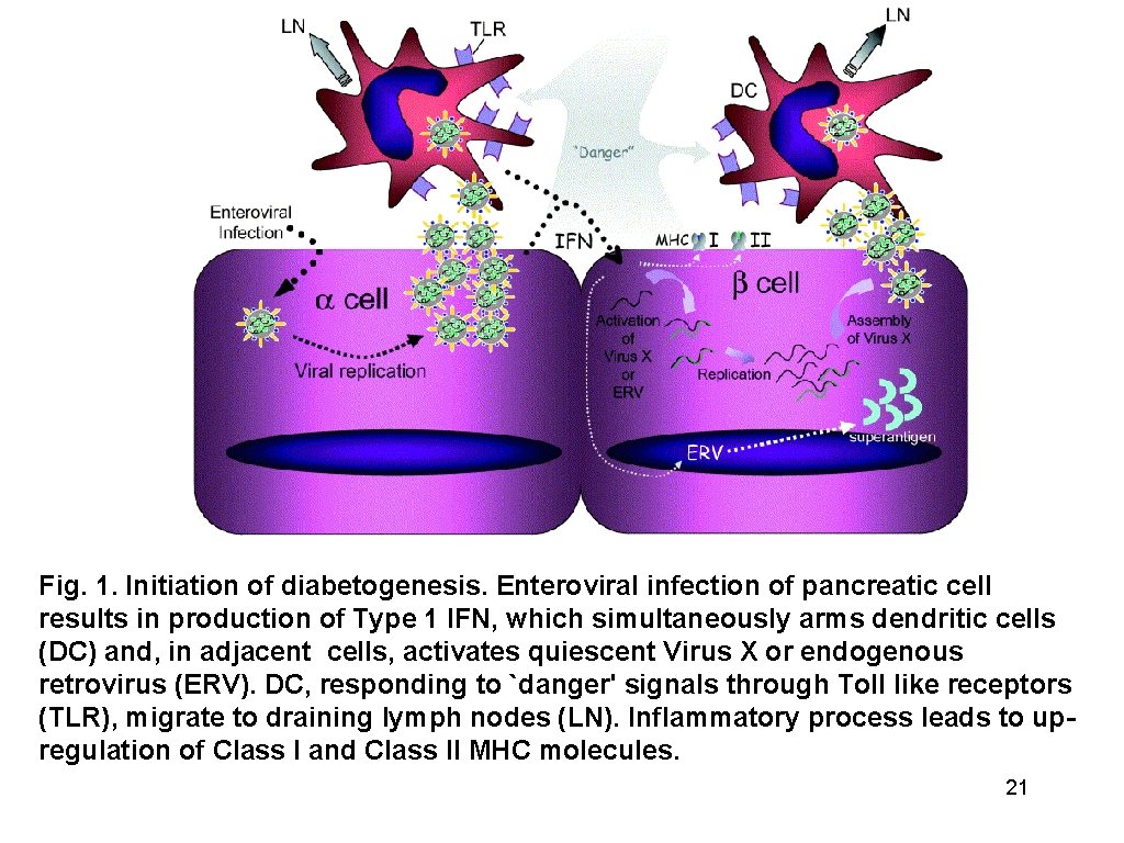 Fig. 1. Initiation of diabetogenesis. Enteroviral infection of pancreatic cell results in production of