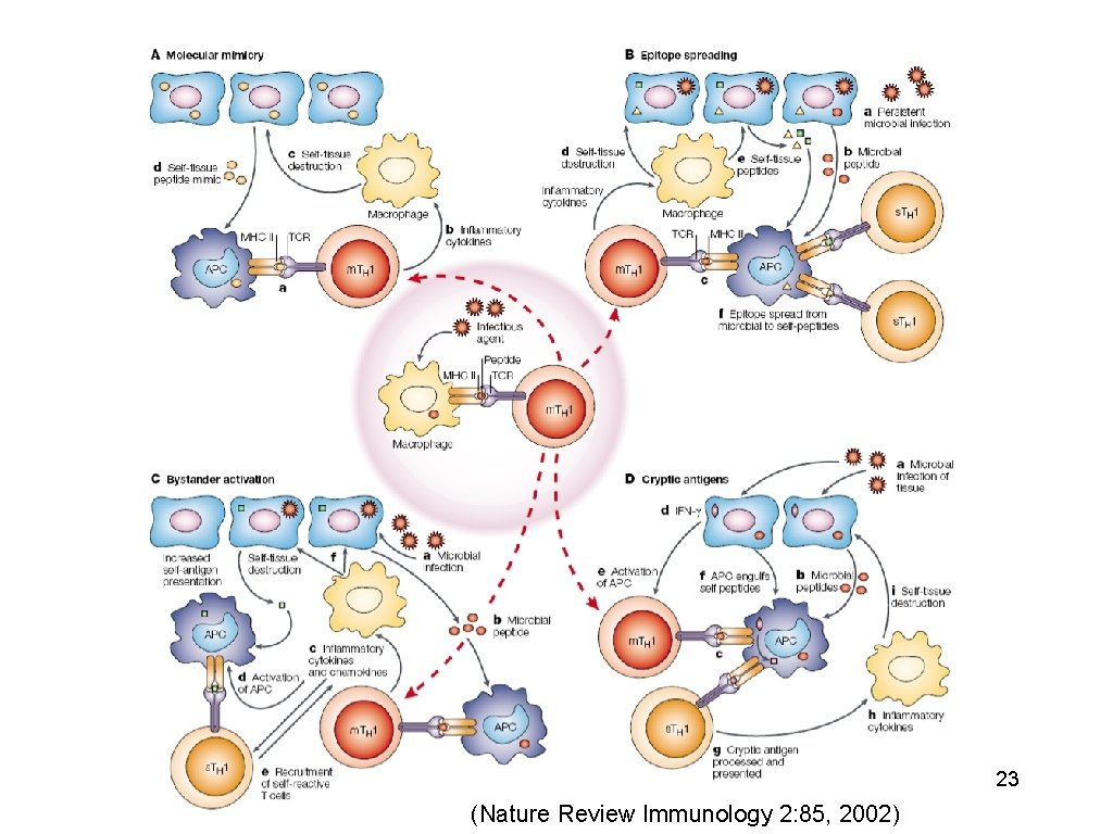 23 (Nature Review Immunology 2: 85, 2002) 