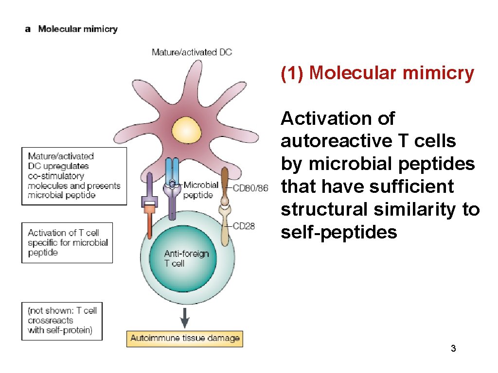 (1) Molecular mimicry Activation of autoreactive T cells by microbial peptides that have sufficient