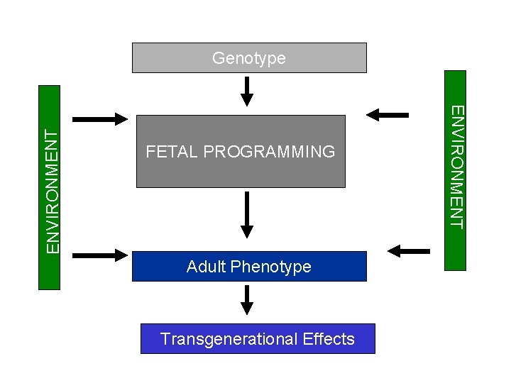 FETAL PROGRAMMING Adult Phenotype Transgenerational Effects ENVIRONMENT Genotype 