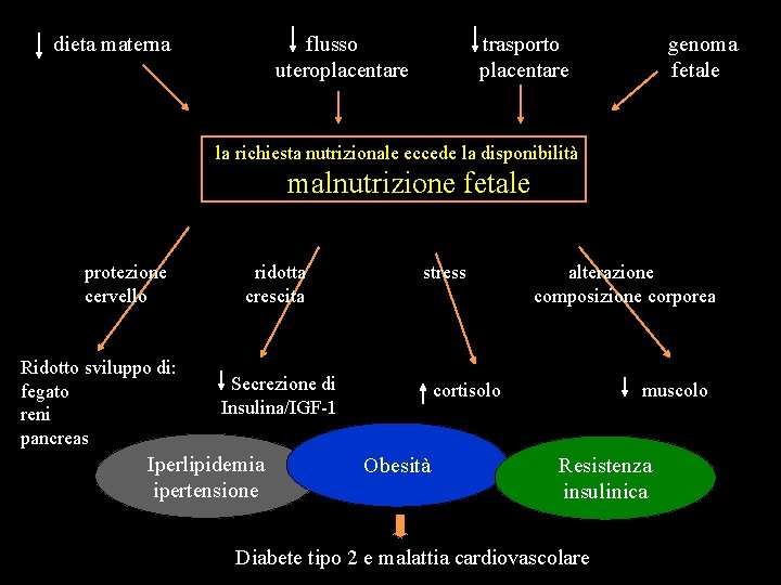 dieta materna flusso uteroplacentare trasporto placentare genoma fetale la richiesta nutrizionale eccede la disponibilità