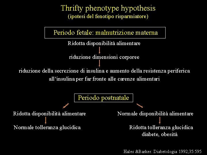 Thrifty phenotype hypothesis (ipotesi del fenotipo risparmiatore) Periodo fetale: malnutrizione materna Ridotta disponibilità alimentare