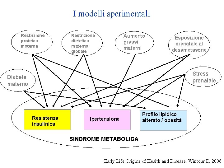 I modelli sperimentali Restrizione proteica materna Restrizione dietetica materna globale Aumento grassi materni Esposizione