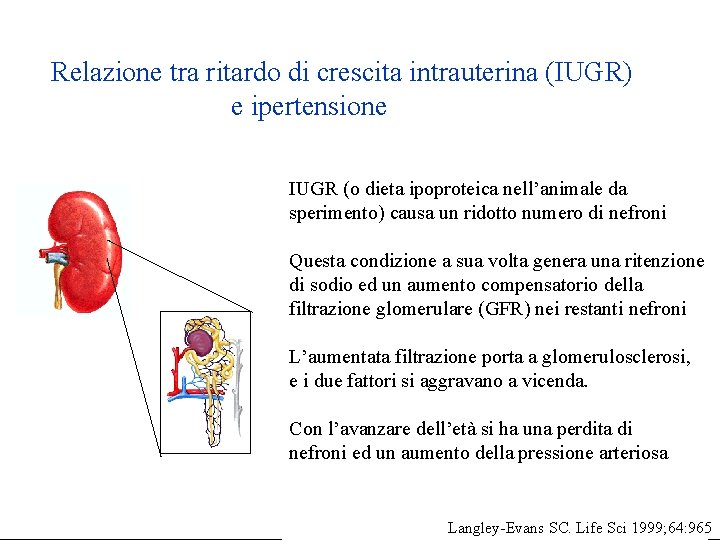 Relazione tra ritardo di crescita intrauterina (IUGR) e ipertensione IUGR (o dieta ipoproteica nell’animale