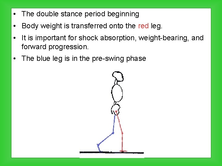  • The double stance period beginning • Body weight is transferred onto the