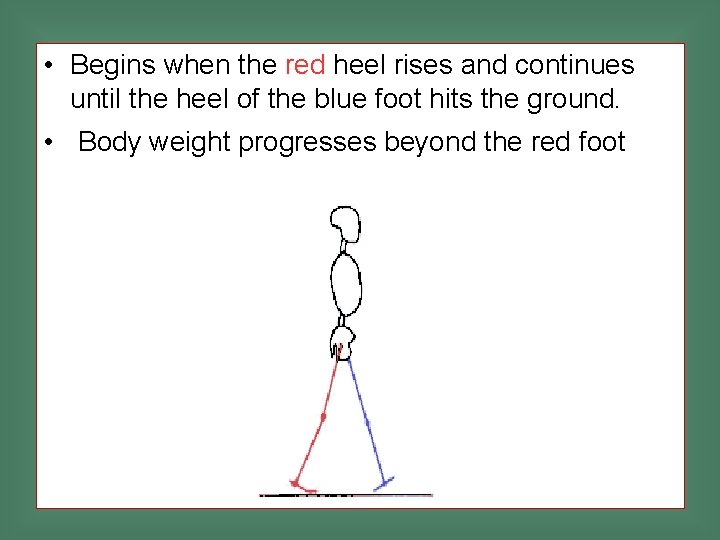  • Begins when the red heel rises and continues until the heel of