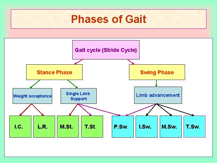 Phases of Gait cycle (Stride Cycle) Stance Phase Weight acceptance I. C. L. R.