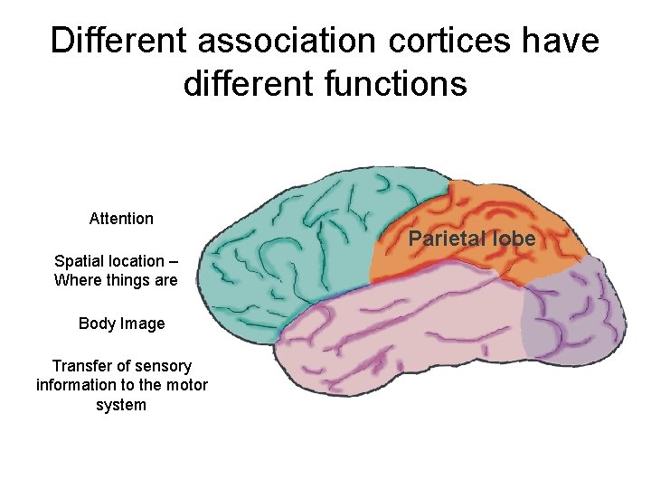 Different association cortices have different functions Attention Spatial location – Where things are Body