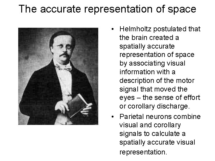 The accurate representation of space • Helmholtz postulated that the brain created a spatially