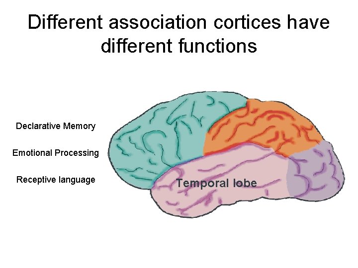 Different association cortices have different functions Declarative Memory Emotional Processing Receptive language Temporal lobe