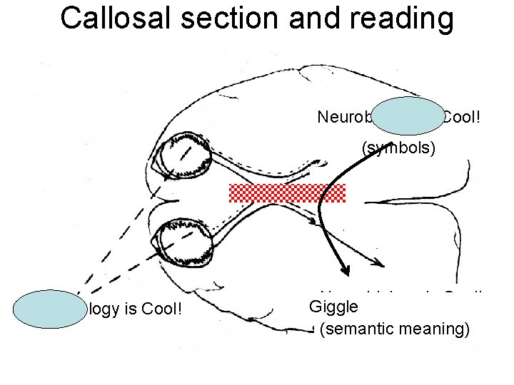 Callosal section and reading Sex is Cool! Neurobiology (symbols) Neurobiology is Cool! Sex Neurobiology