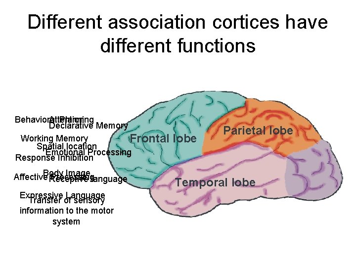 Different association cortices have different functions Behavioral Attention Planning Declarative Memory Working Memory Frontal