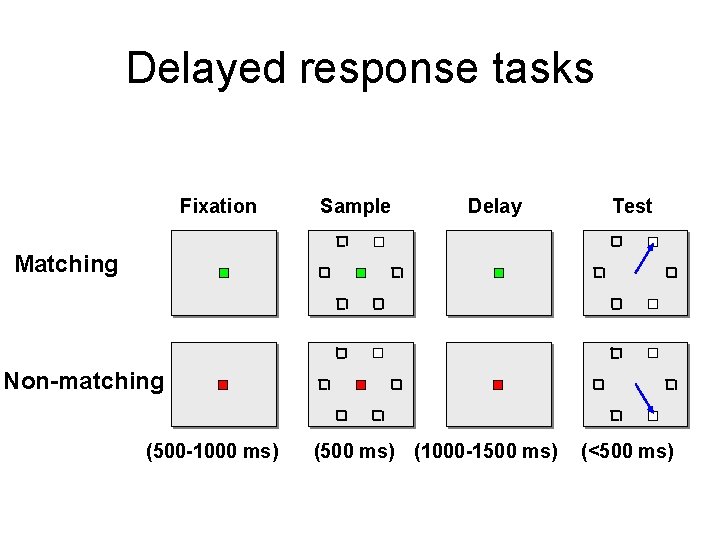 Delayed response tasks Fixation Sample Delay Test Matching Non-matching (500 -1000 ms) (500 ms) Delayed response tasks Fixation Sample Delay Test Matching Non-matching (500 -1000 ms) (500 ms)