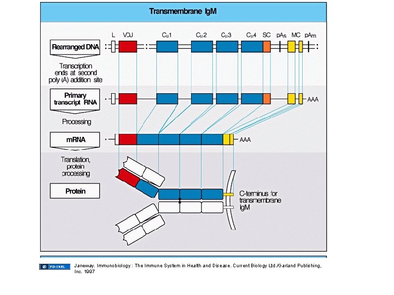 Janeway. Immunobiology : The Immune System in Health and Disease. Current Biology Ltd. /Garland