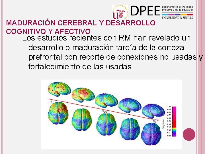 MADURACIÓN CEREBRAL Y DESARROLLO COGNITIVO Y AFECTIVO Los estudios recientes con RM han revelado