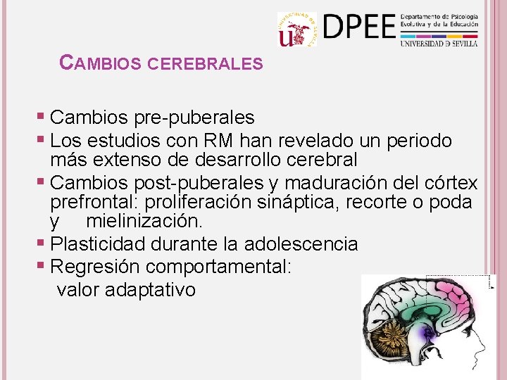 CAMBIOS CEREBRALES § Cambios pre-puberales § Los estudios con RM han revelado un periodo